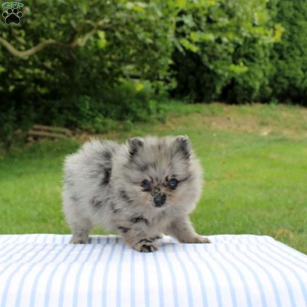 Madoxx, Pomeranian Puppy